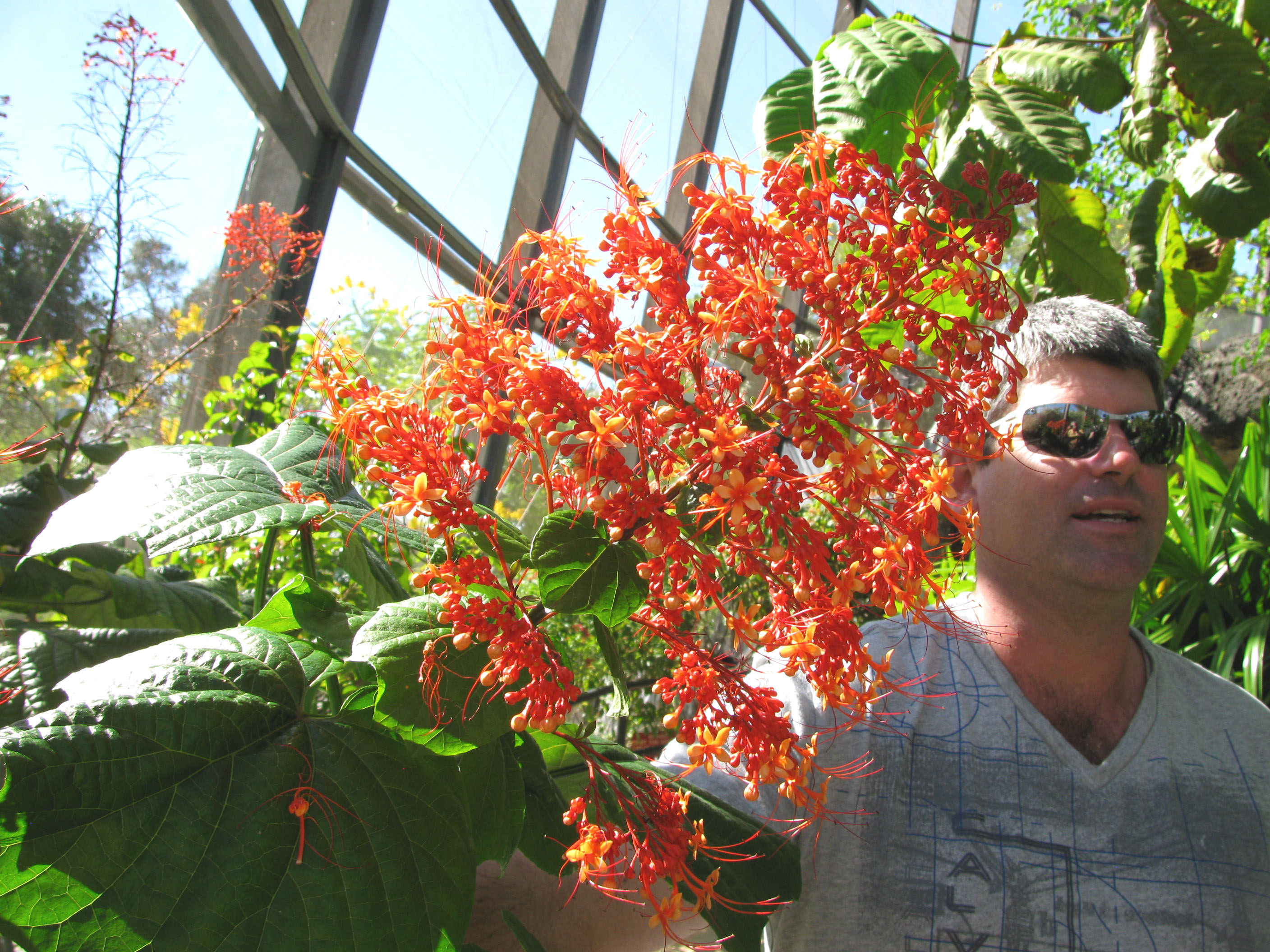 clerodendrumpaniculatum01.jpg