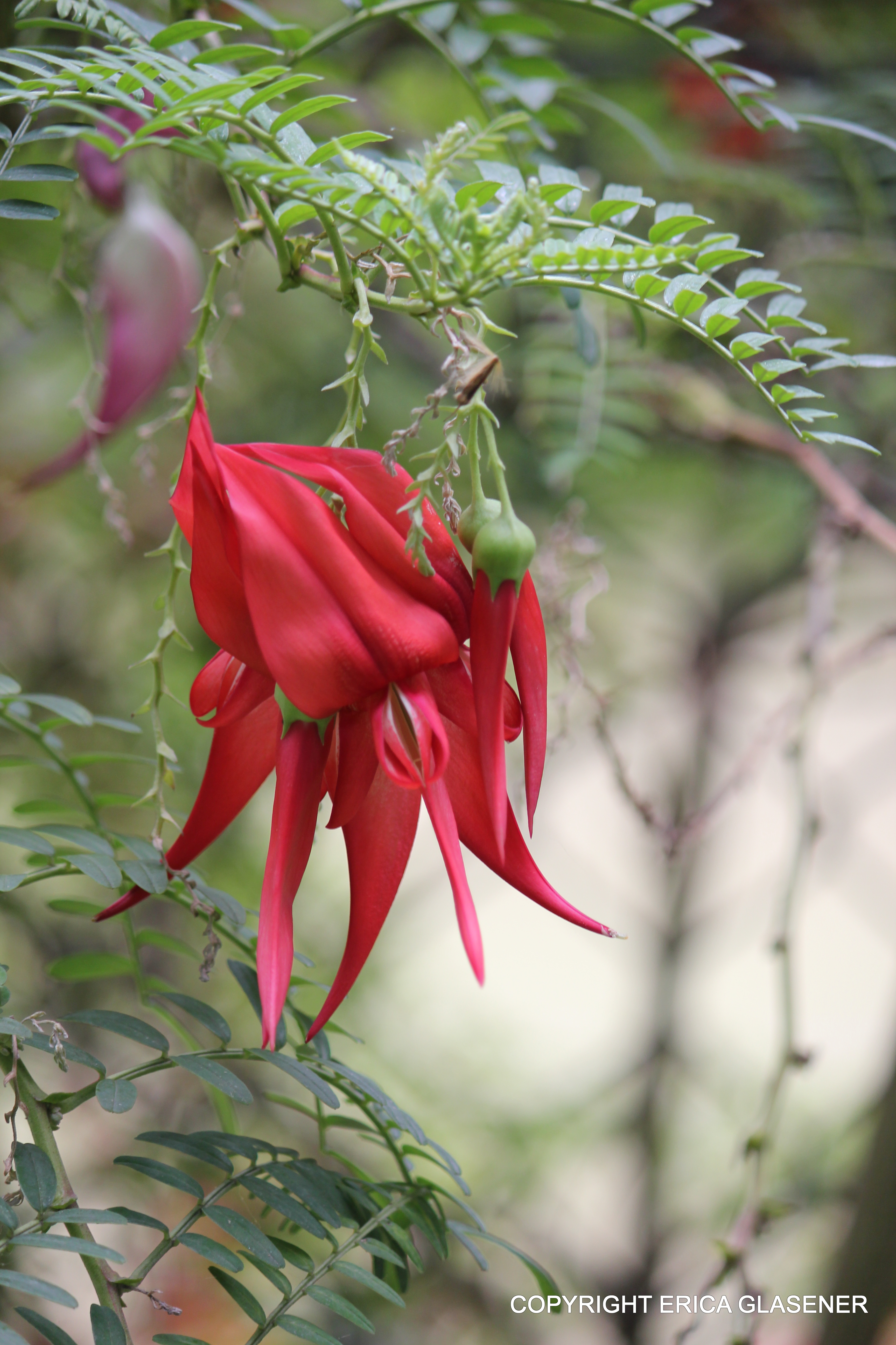 Clianthus-puniceus-called-Kaka-Beak-.jpg