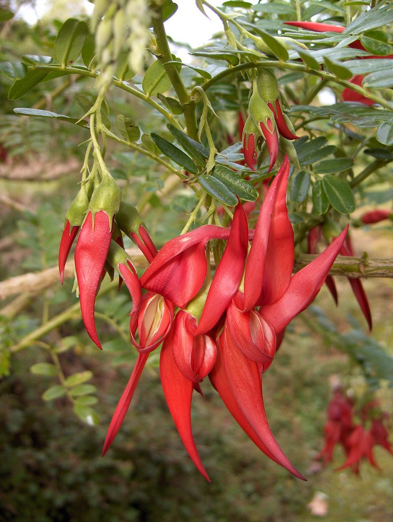 clianthus_puniceus_07.jpg