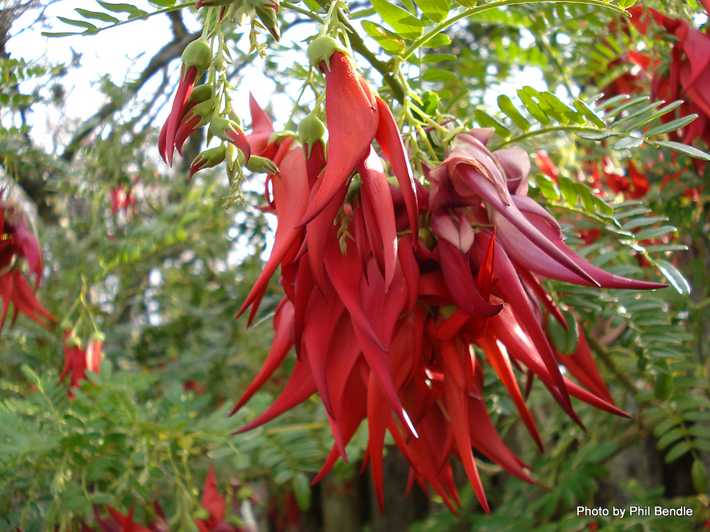 Clianthus_puniceus___Kaka_beak_tree_-3.JPG