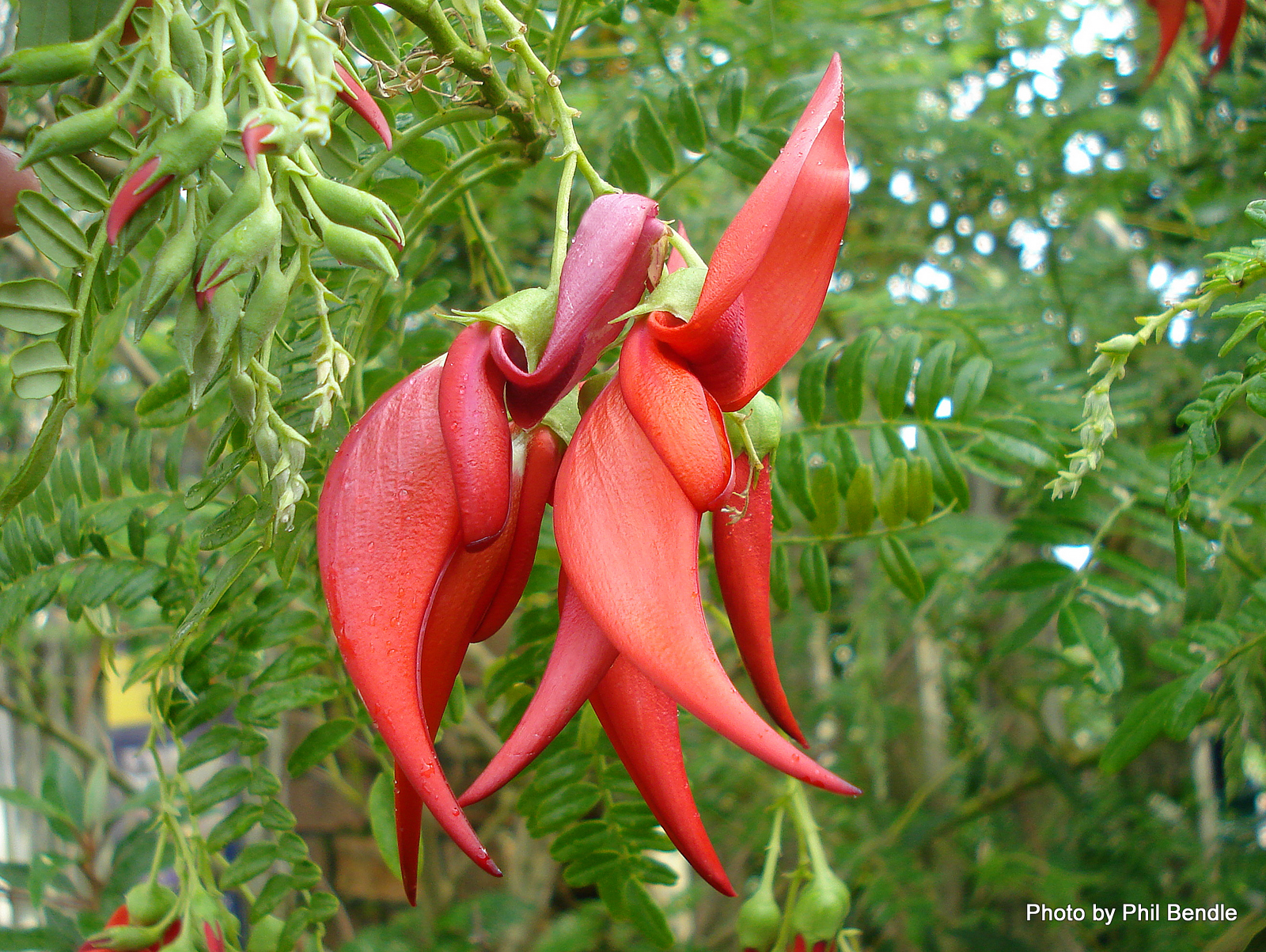 Clianthus_puniceus__Kaka_beak_4.JPG