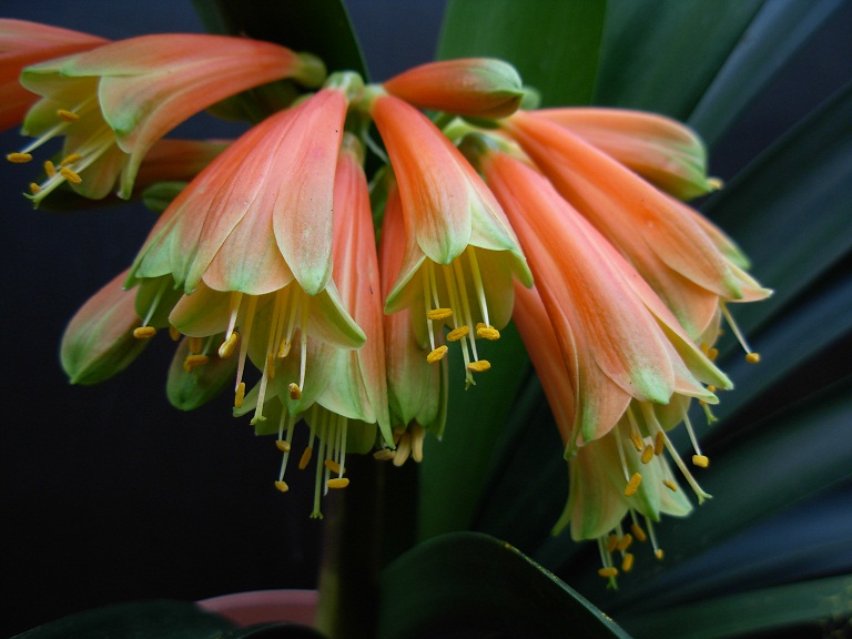 clivia-interspecific-meeting-and-show-ep-club-df-school-hall-port-elizabeth.jpg