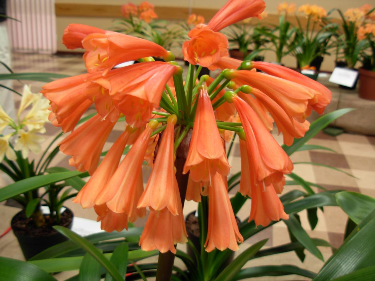 clivia-interspecific-meeting-and-show-ep-club-df-school-hall-port-elizabeth2.jpg