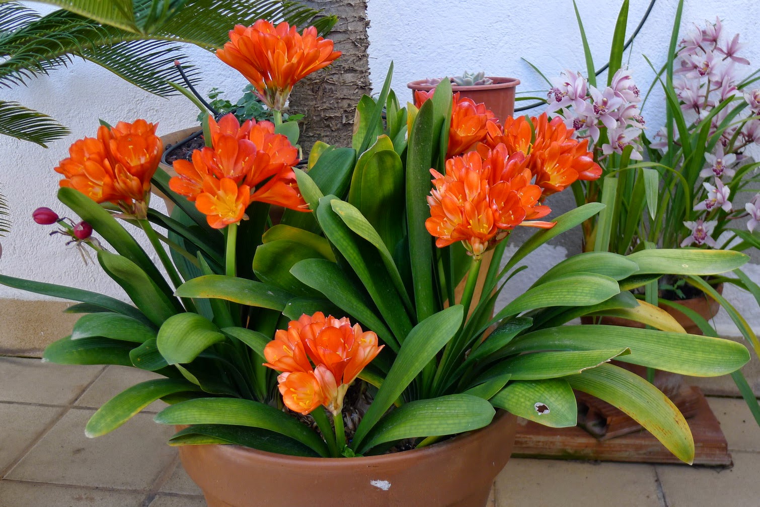 clivia.JPG