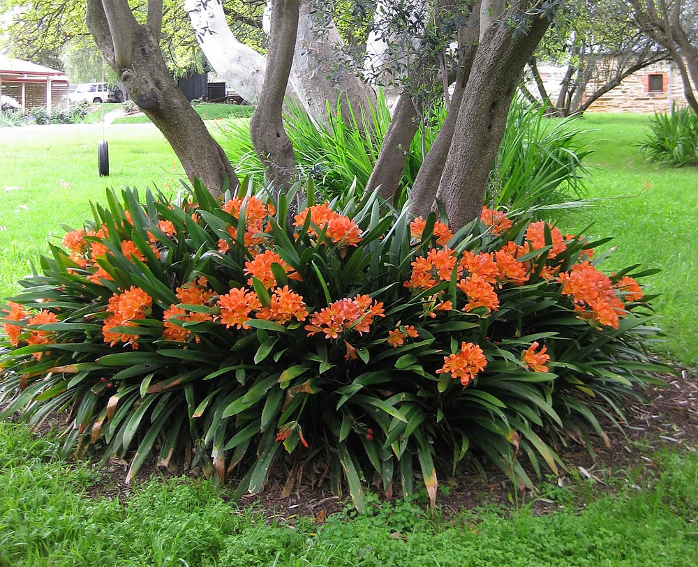 Clivia-miniata.jpg