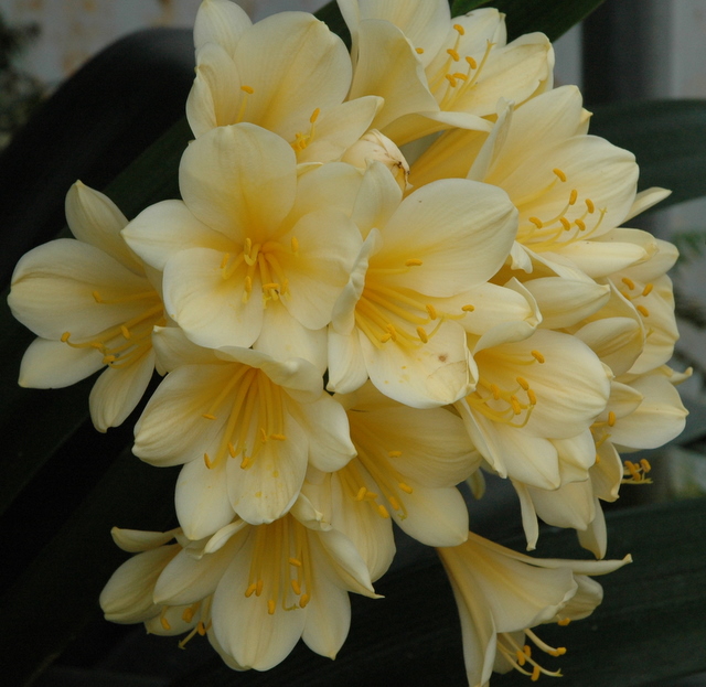 Clivia_miniata_yellow.jpg