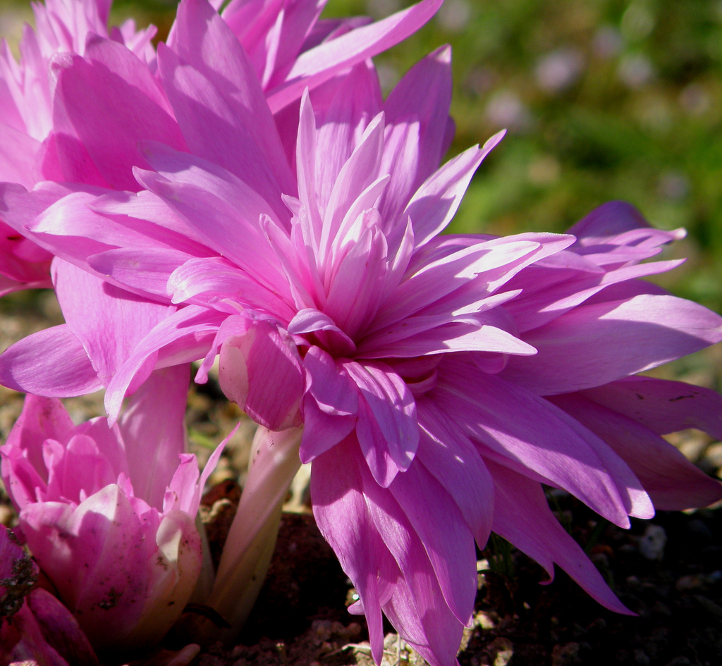 colchicum-autumnale001.jpg