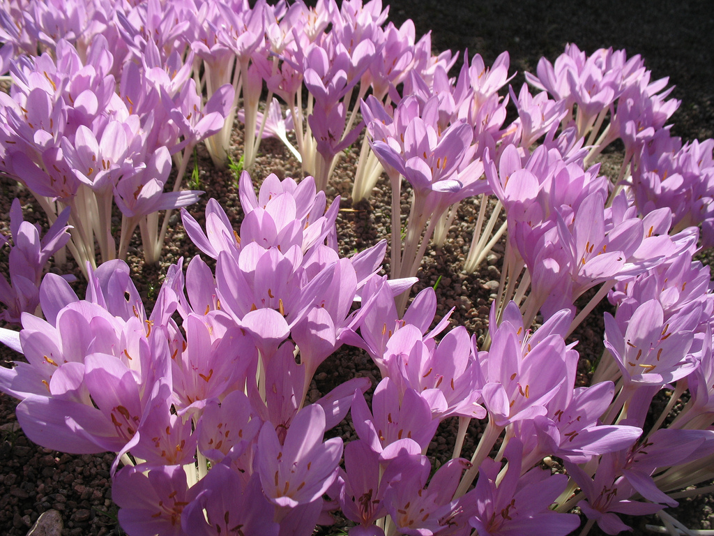 colchicum-autumnale01.jpg