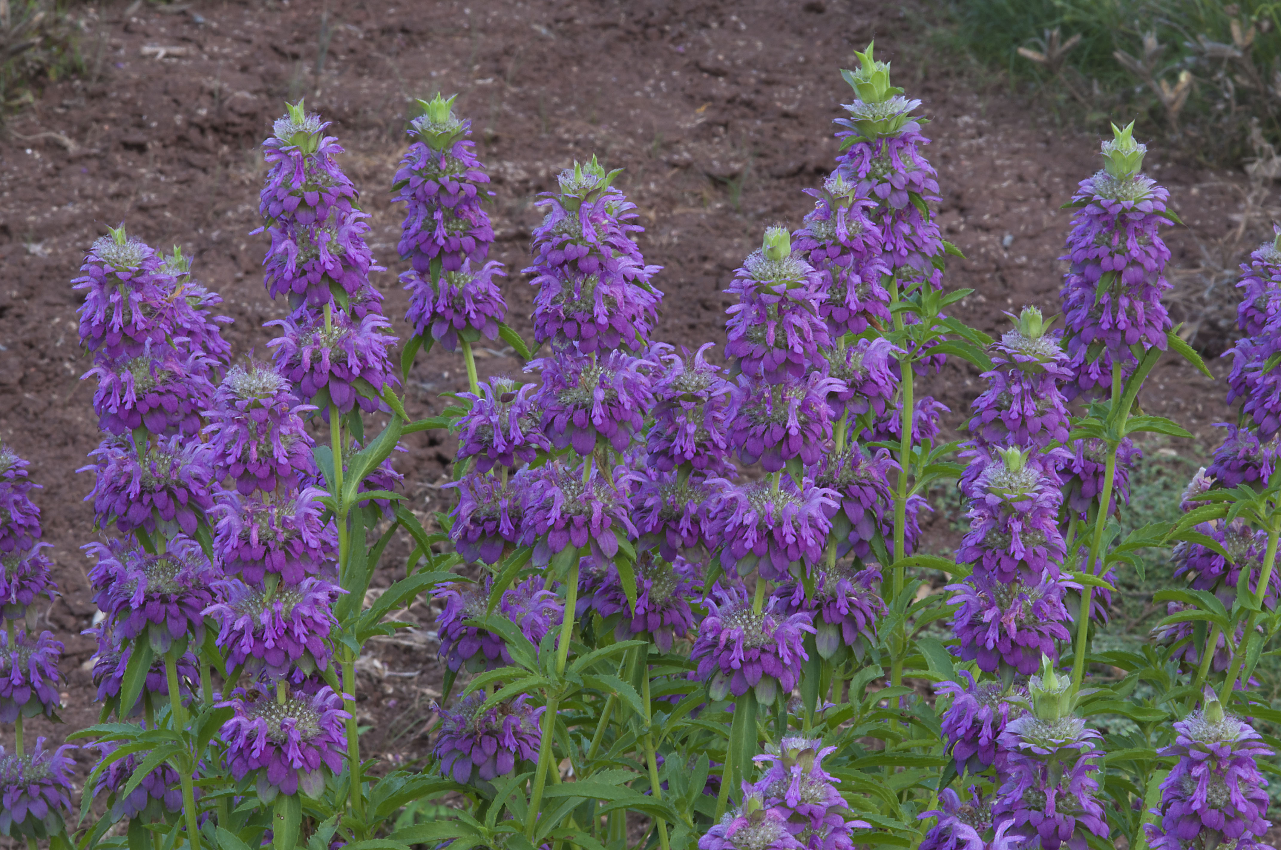 college_station_washington-flowers_lemon_beebalm_purple_horsemint.jpg