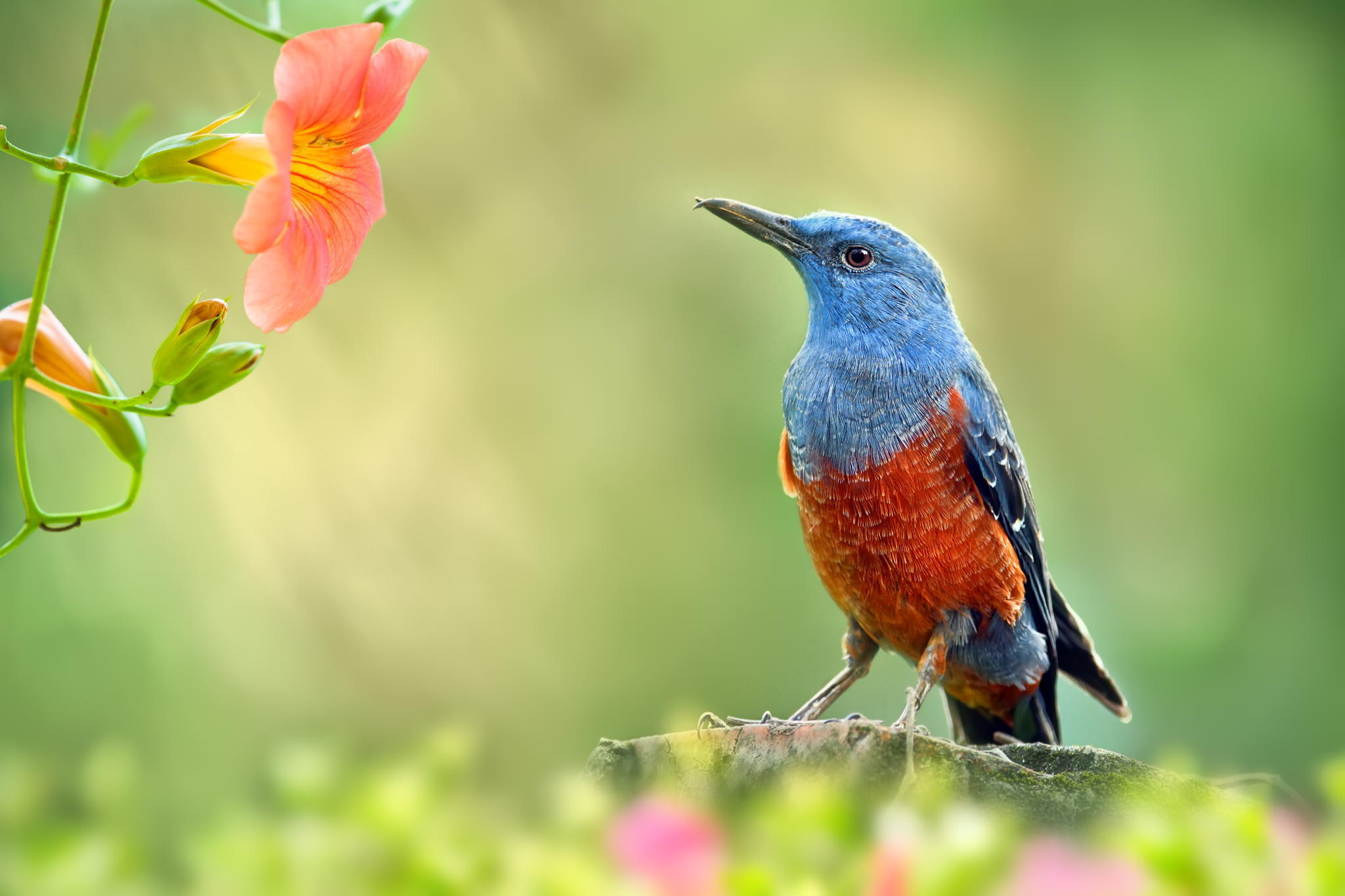 Colorful-Bird-On-Field-Looking-At-Orange-Flower-Macro.jpg