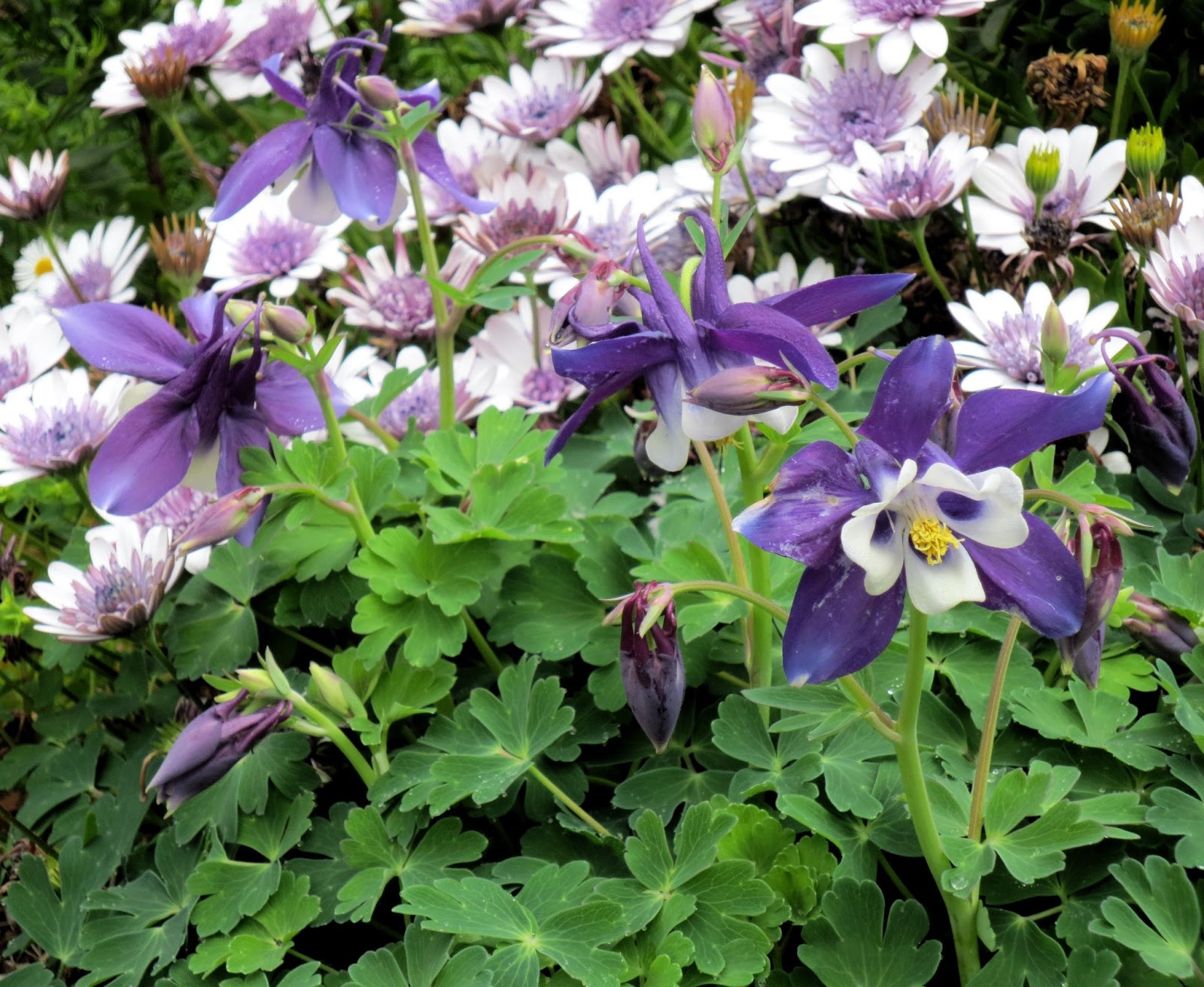 Columbine2_03312013.JPG