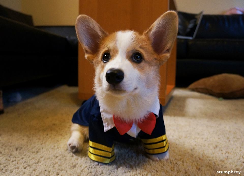 corg4.jpg