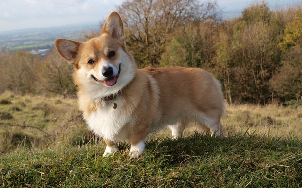 corgi-smiling.jpg