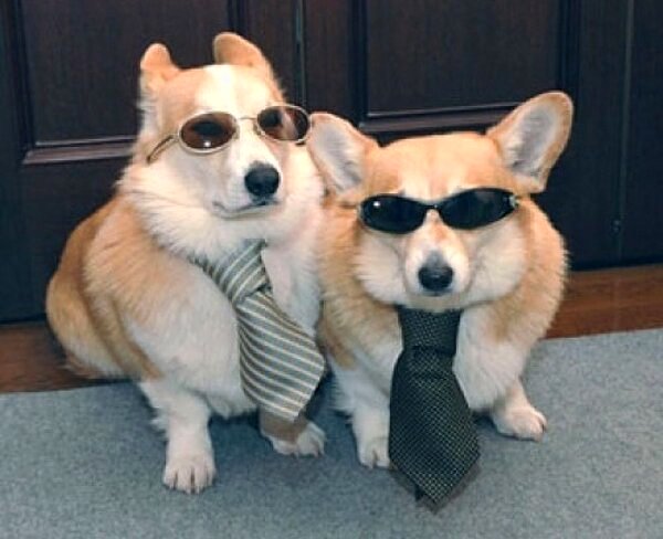 corgis-with-sunglasses-and-ties.jpg