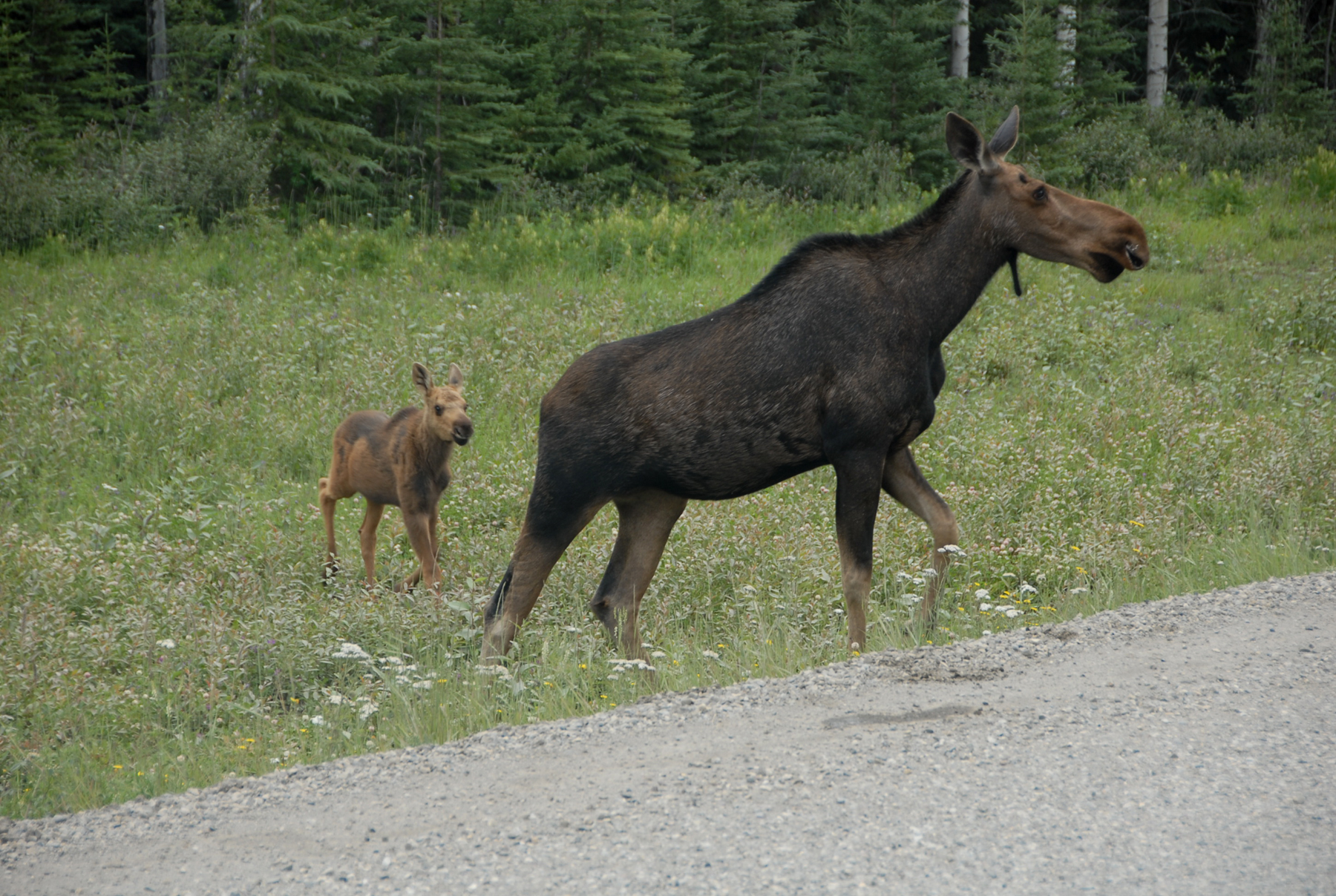 cow-moose-and-calf-AH.jpg