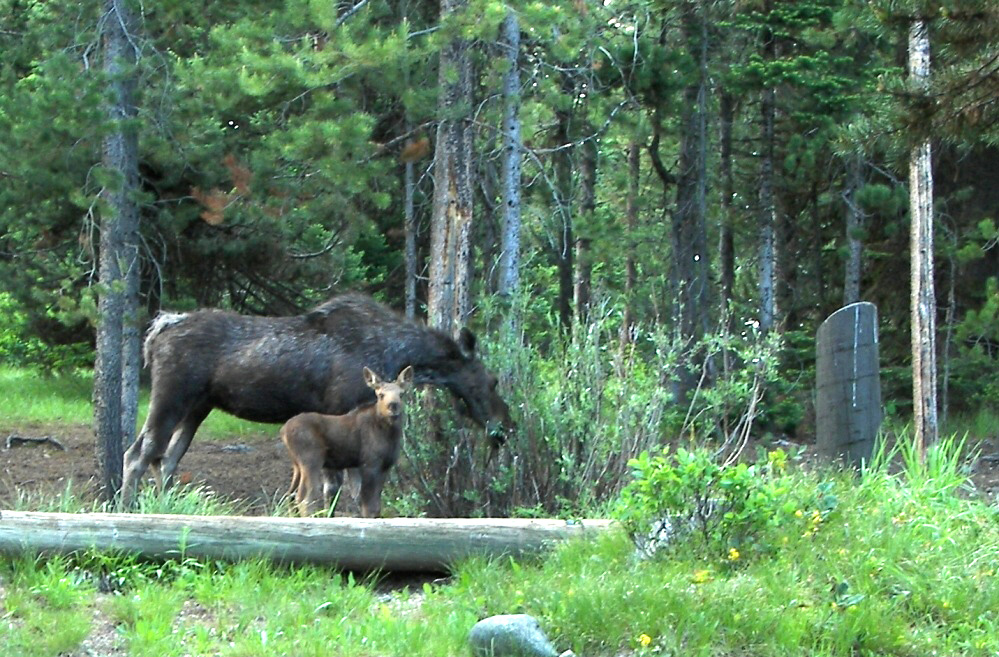 cow_calf_grand_tetons.jpg