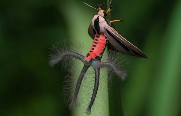 Creatonotos-gangis-Weird-Insect-Intrigues-Facebook-Users-620x400.jpg