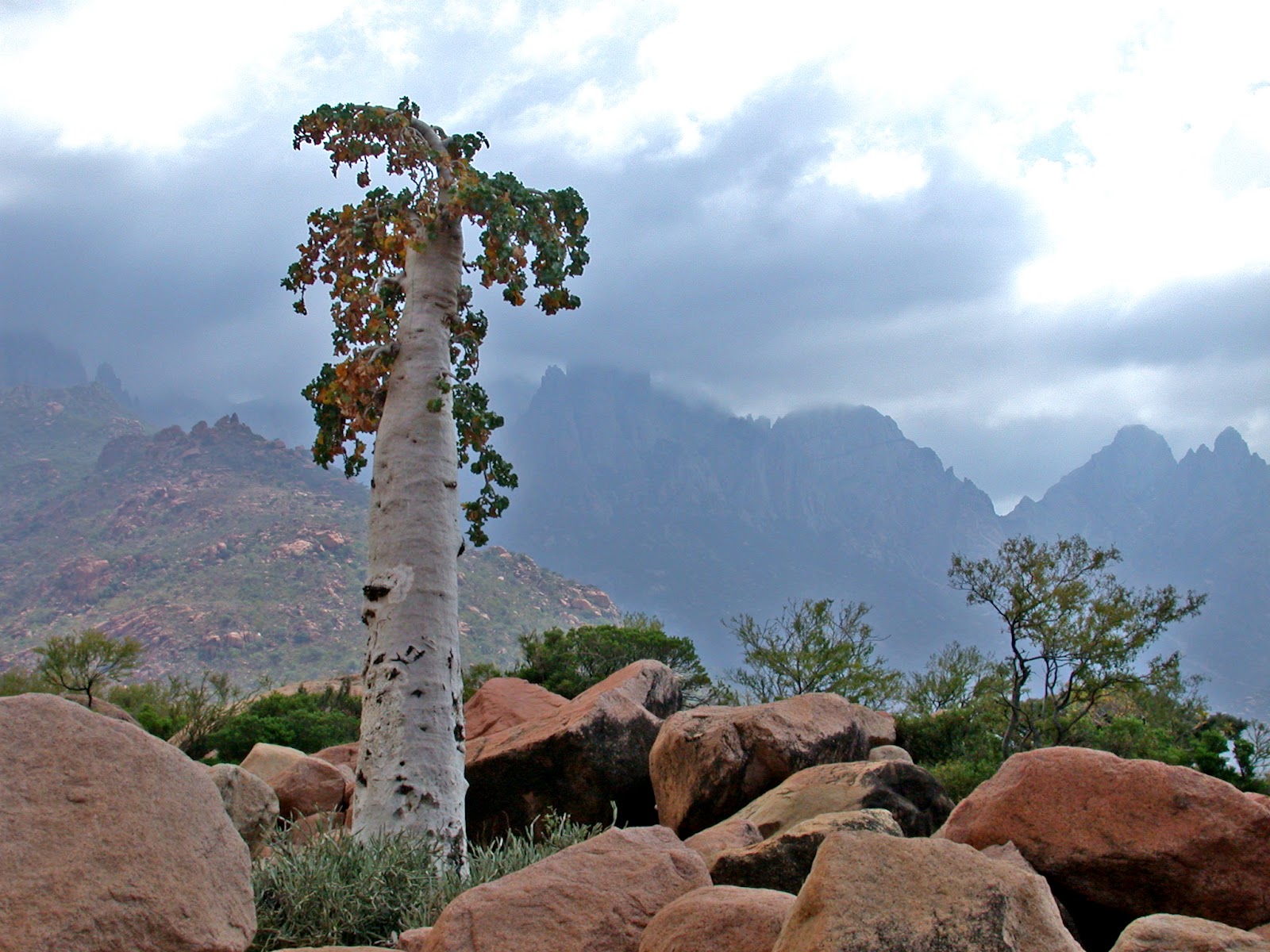 Cucumber Tree Socotra Island.jpg