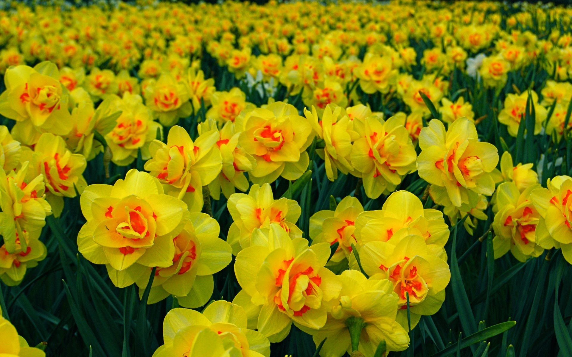 daffodils-02_vainsang_ncnd.jpg