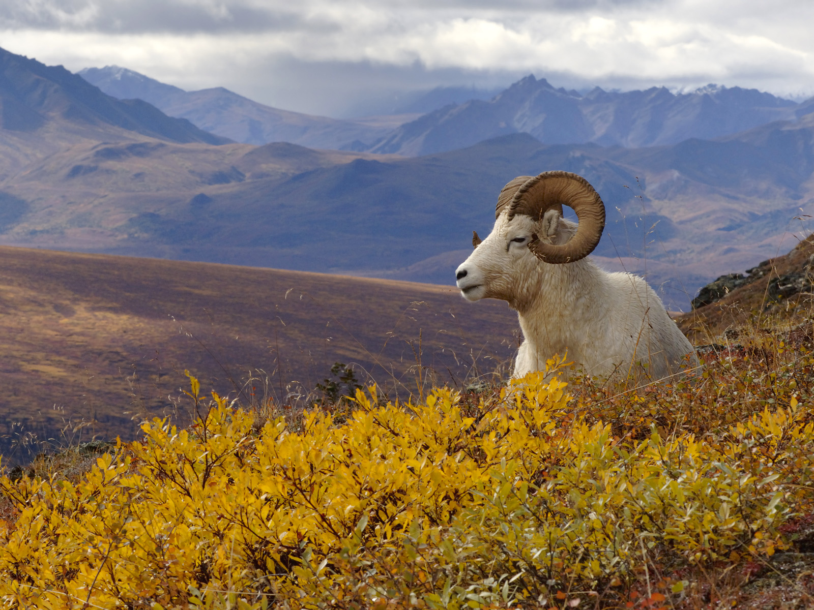 dall_sheep__denali_national_park__alaska.jpg