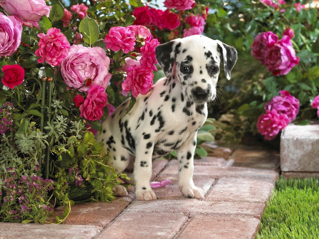 Dalmatian_puppy_wallpapers_1024x768_wallpaperhere.jpg