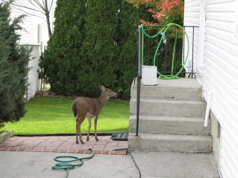 deer-backyardjpg-c336cd20c44c366a.jpg