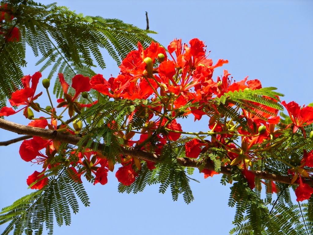 Delonix regia.jpg