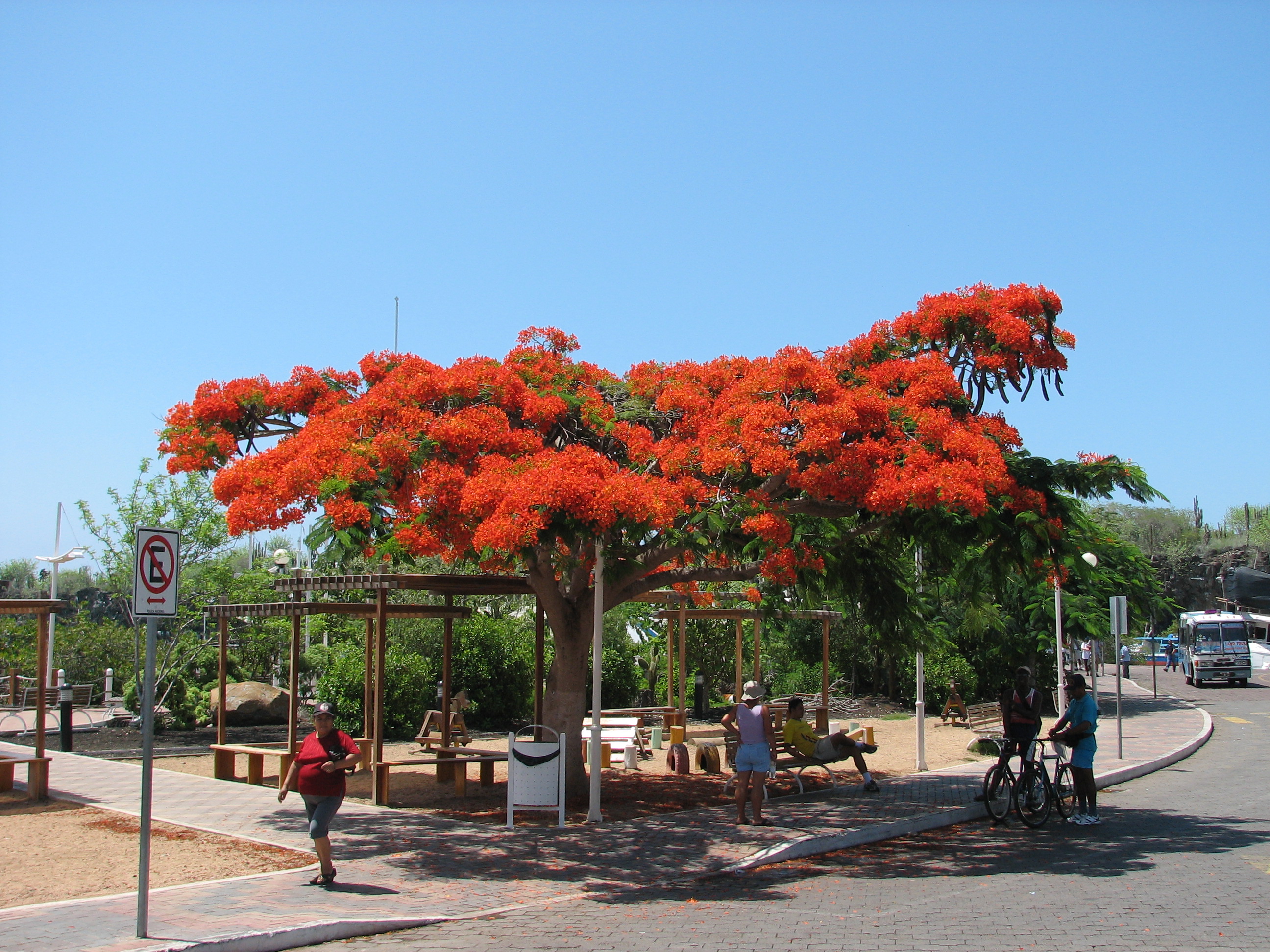 Delonix-regia-tree.jpg