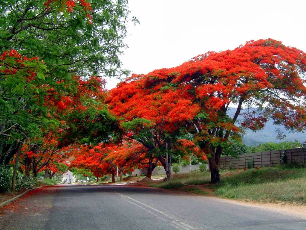 Delonix_regia-5.jpg