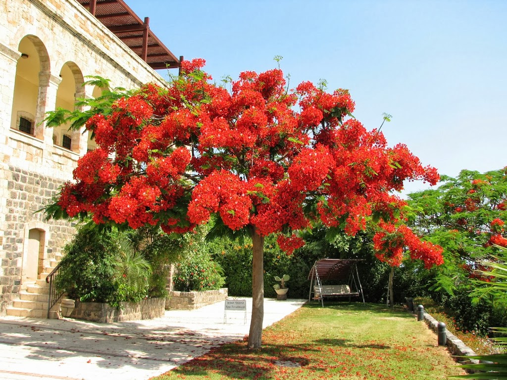 Delonix_regia.jpg