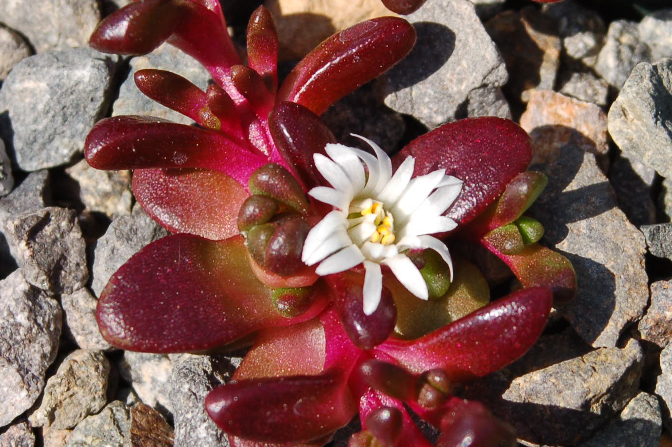 delosperma-davyi-flower.jpeg