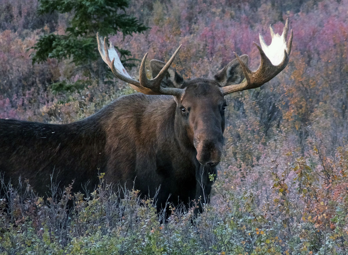 denali-alaska-mckinley-09142015-14.jpg