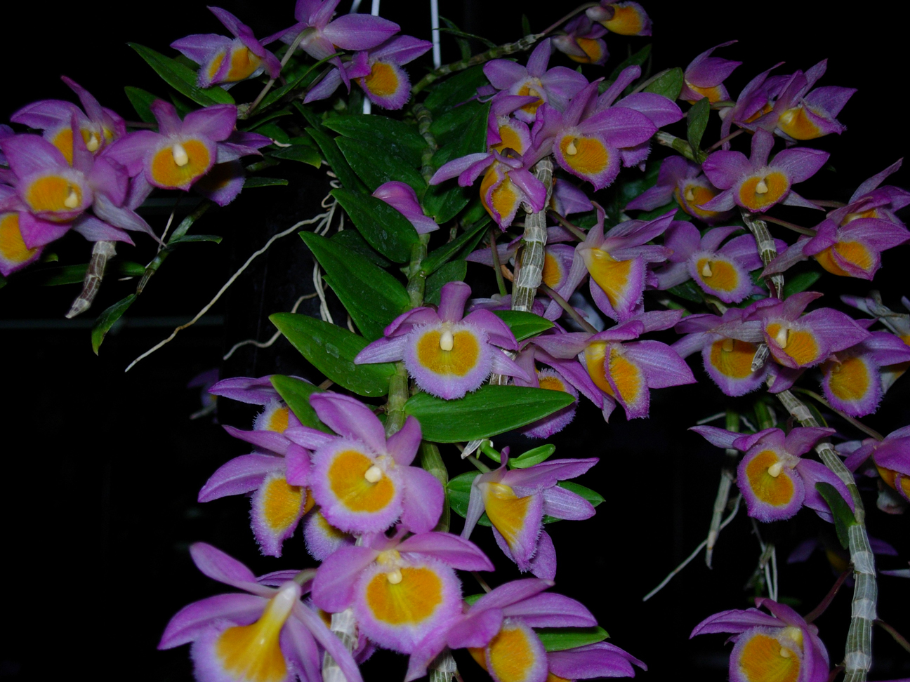 dendrobium-loddigesii.jpg