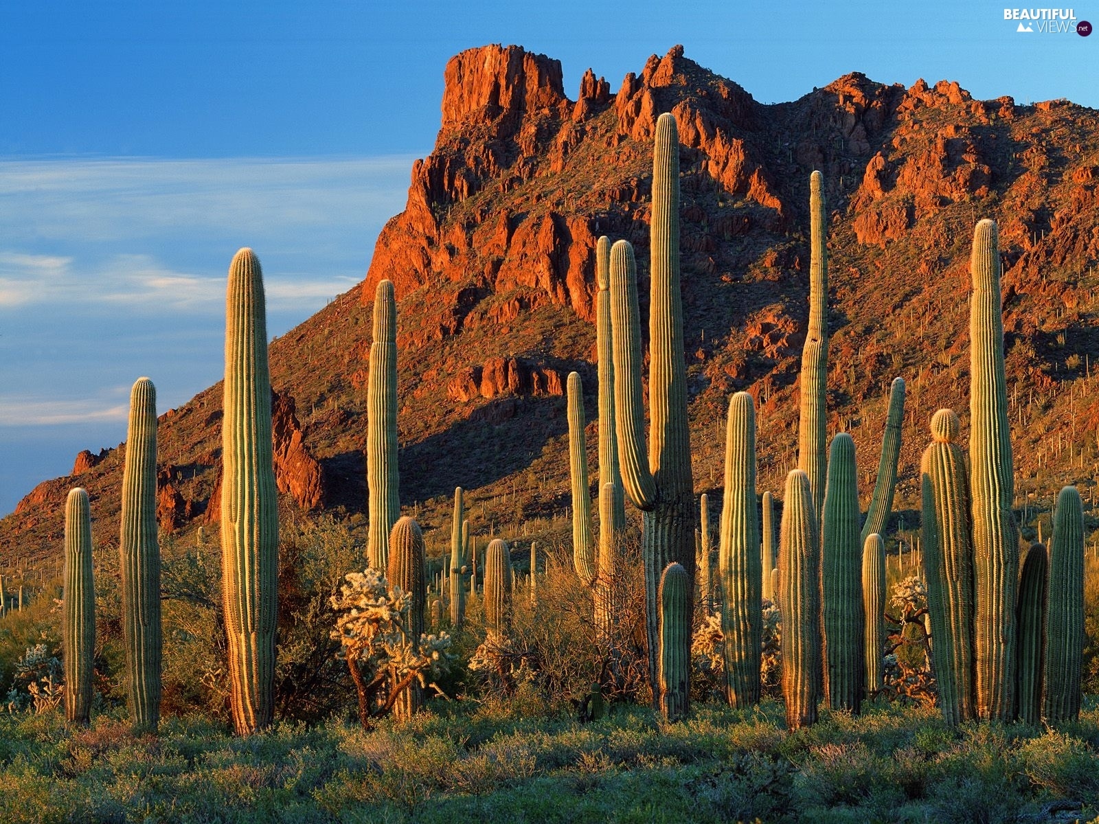 desert-cactus-rocks.jpg