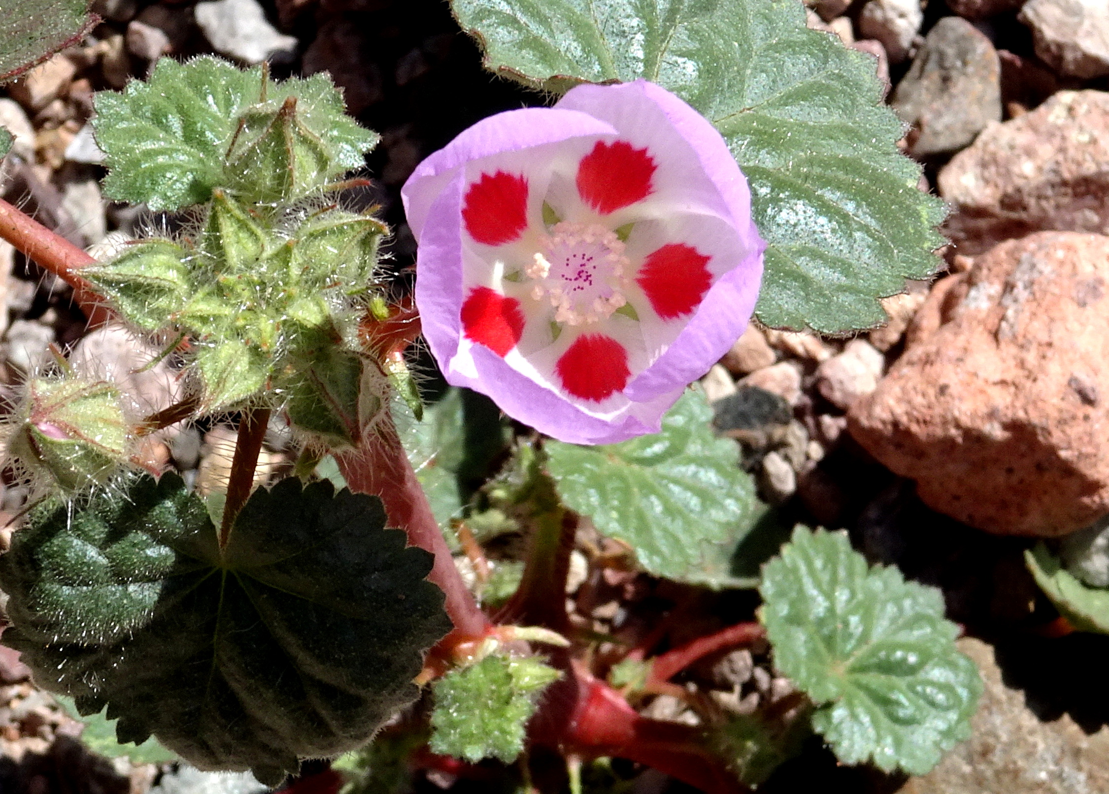 desert-five-spot-close-up-2-2016.jpg