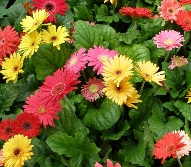 different-gerbera.jpg