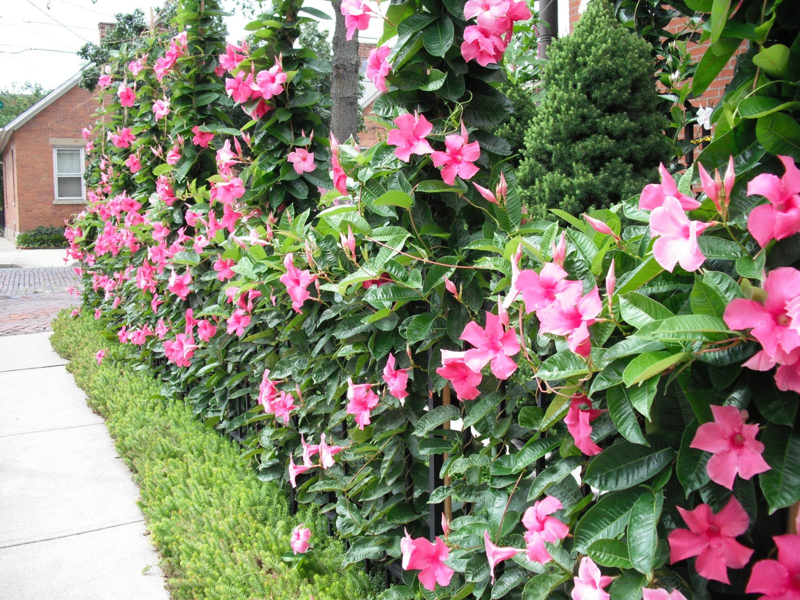 Dipladeniya_-Pink_-Mandevilla_-Дипладения_-розовая_-Мандевилла.jpg