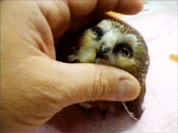 doc208695793_365430025.gif