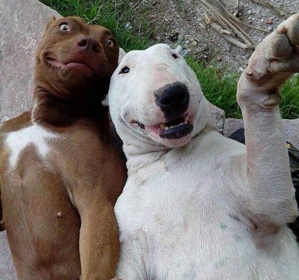 Dog-Selfie-4.jpg