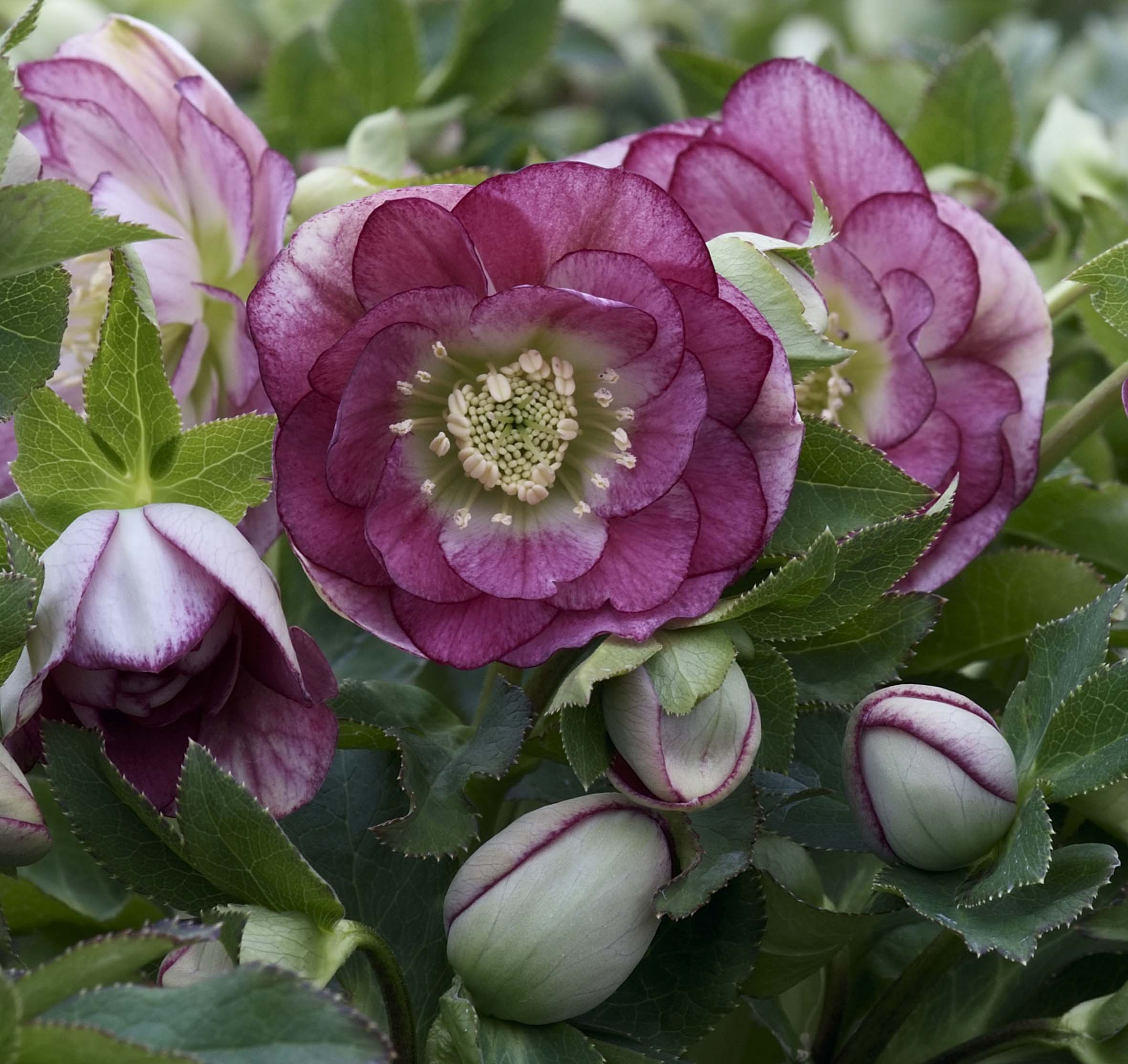 double-pink-with-white-back.jpg