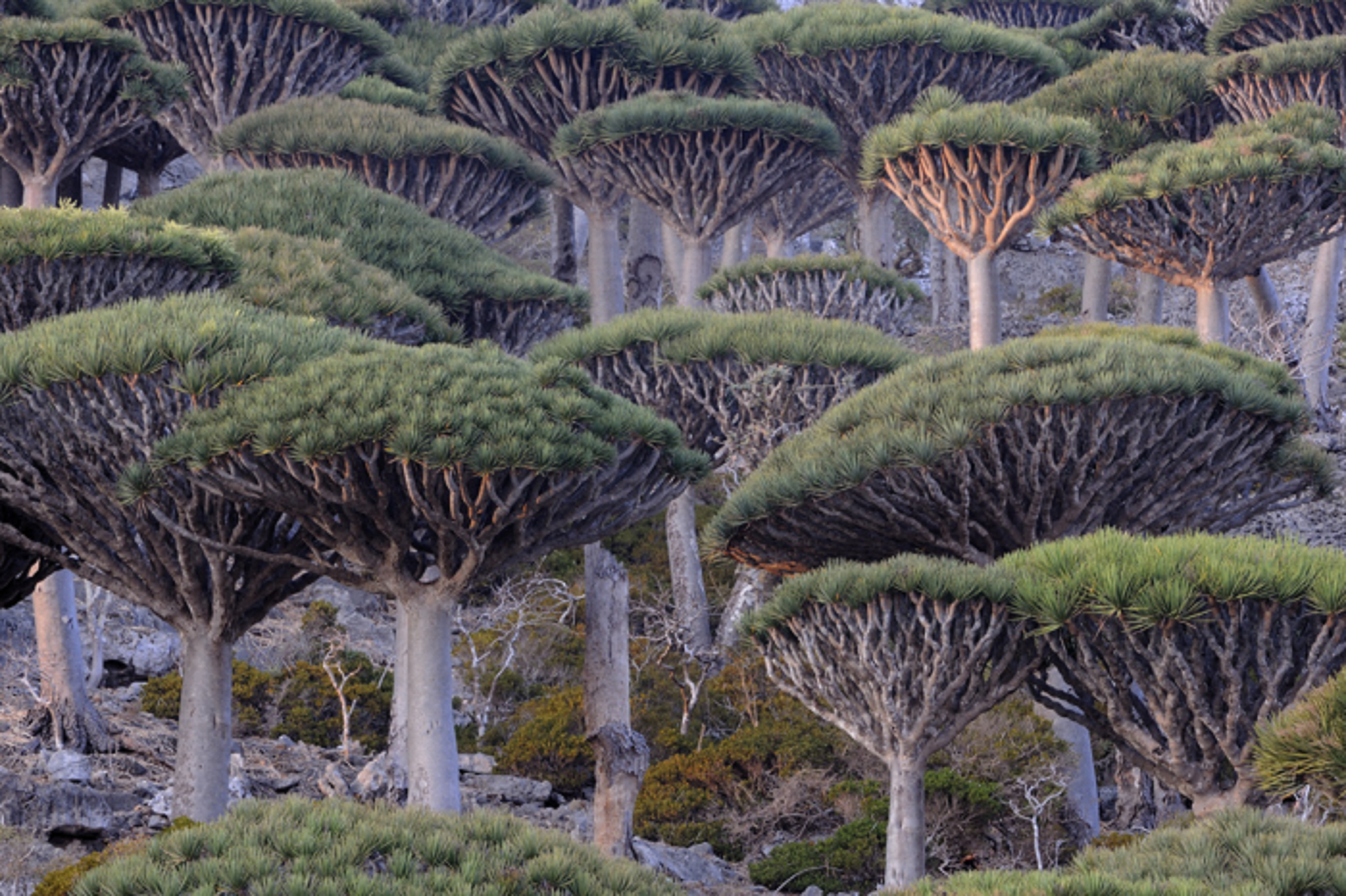 dragon_blood_tree_socotra.jpg