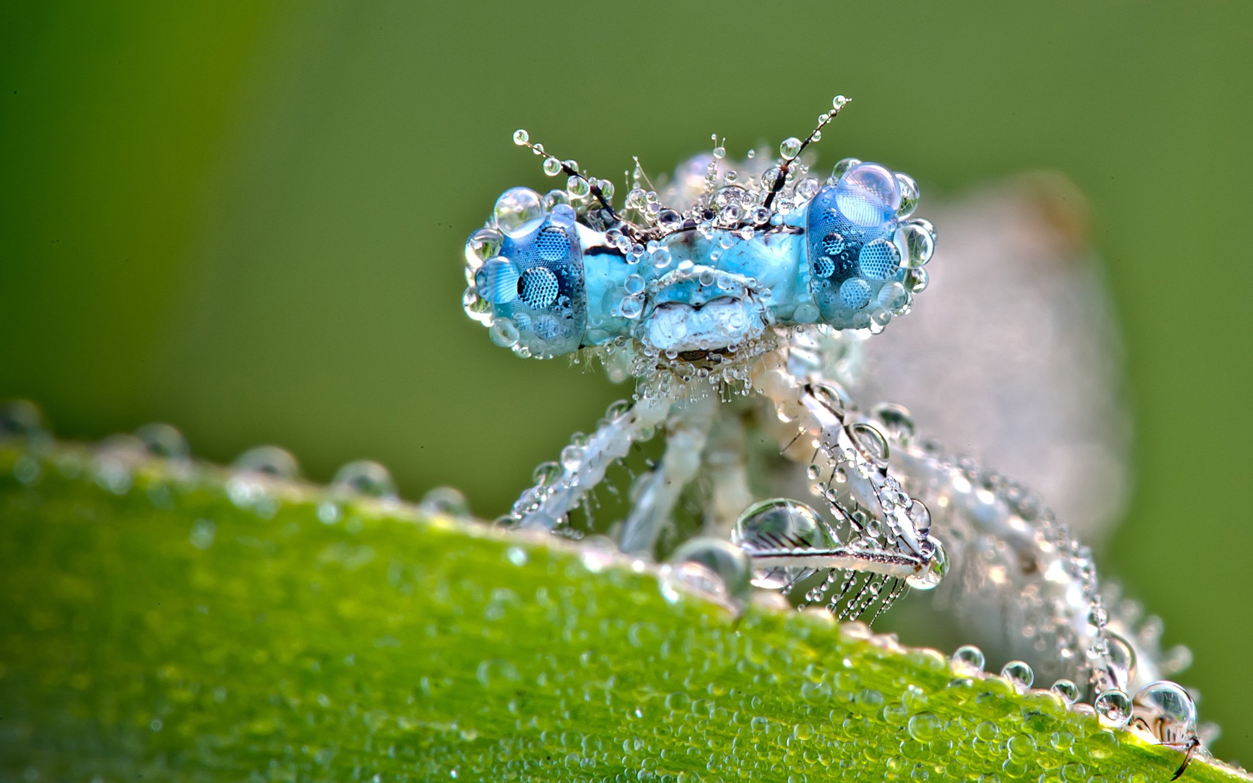 dragonfly_and_dew_drops-wide.jpg