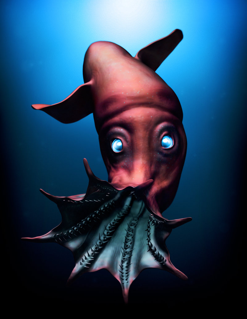 drawn-squid-vampire-squid-12.jpg