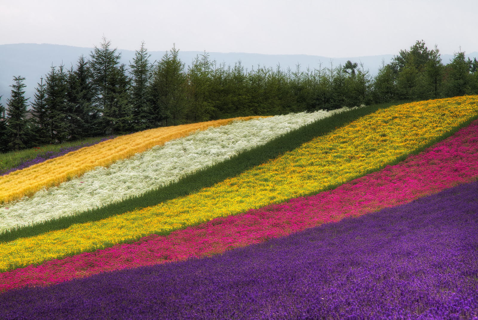 dream_waves_field_rainbow_japan_nature_hd-wallpaper-1592787.jpg