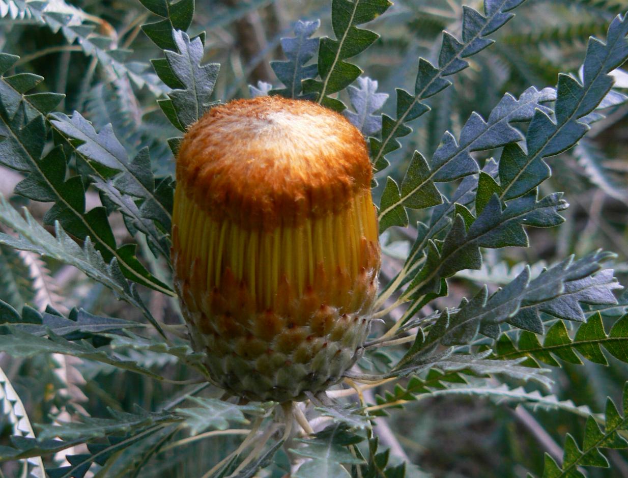 dryandra-formosa.jpg