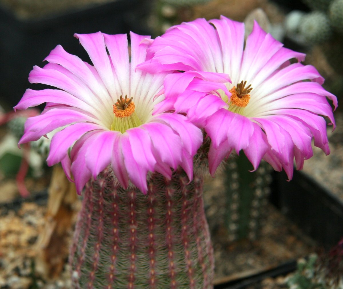 Echinocereus_rigidissimus_ssp_rubispinus_L88.jpg