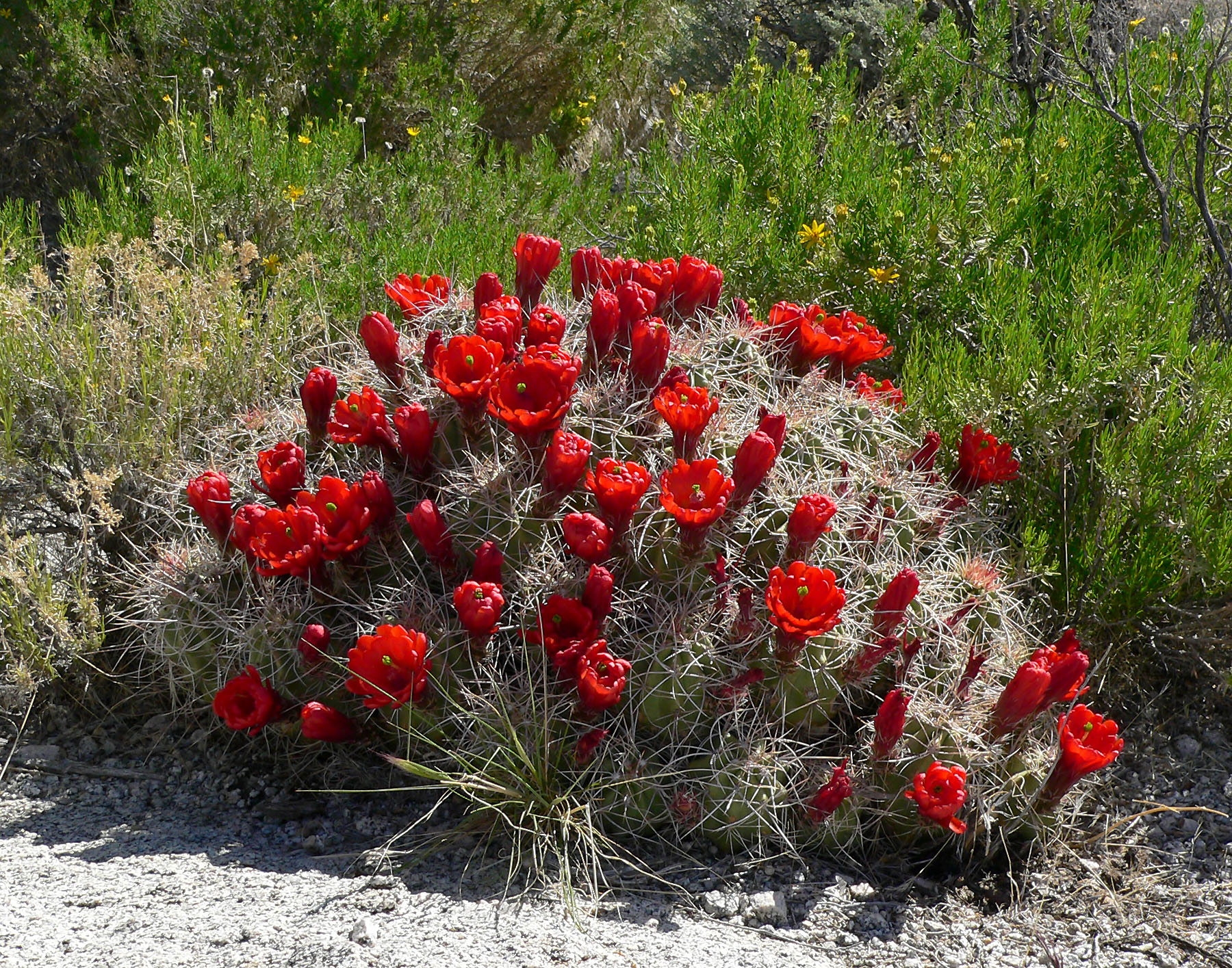 Echinocereus_triglochidiatus_17.jpg