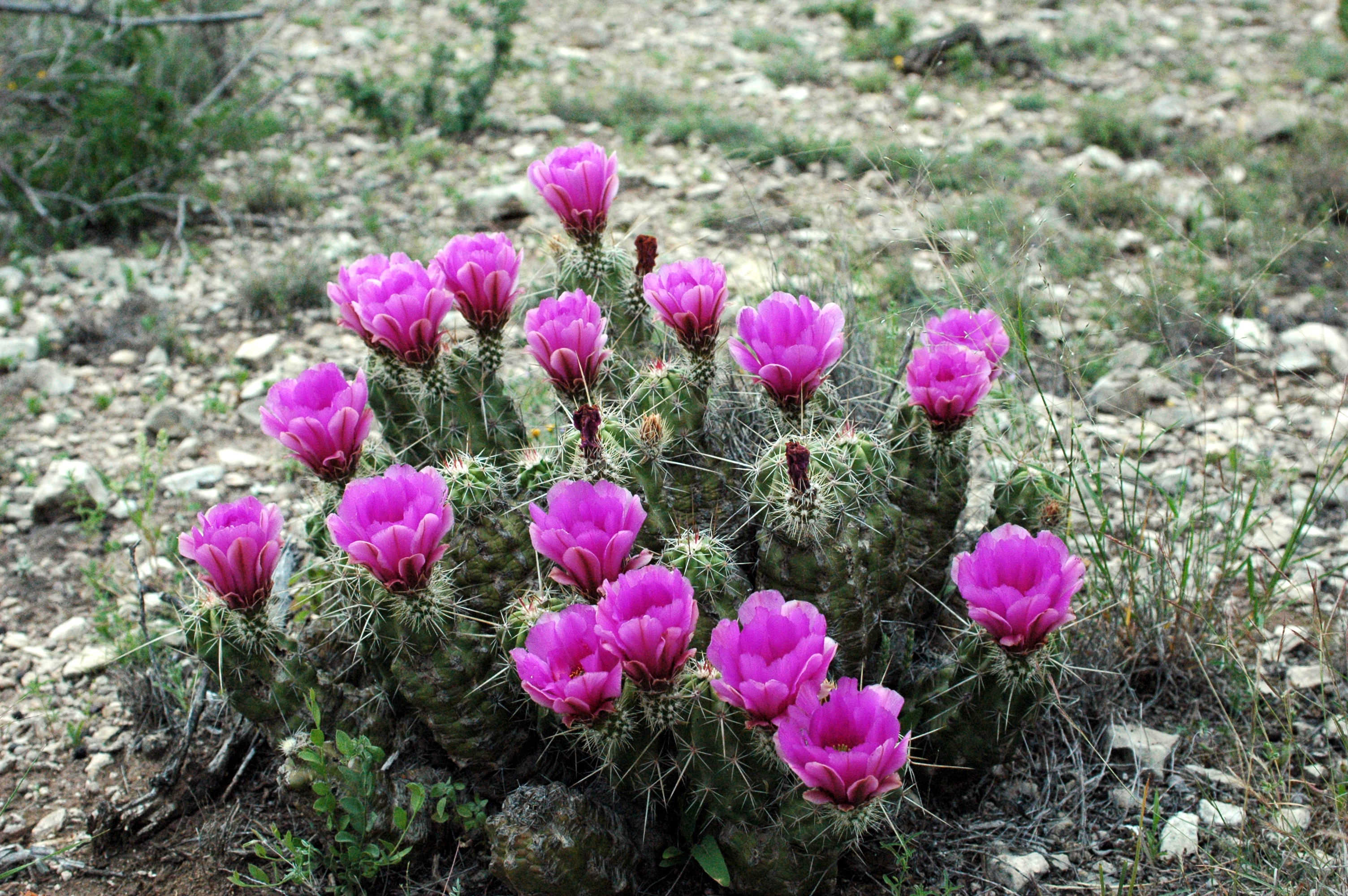 Echinocereus_triglochidiatus_in_bloom.jpg