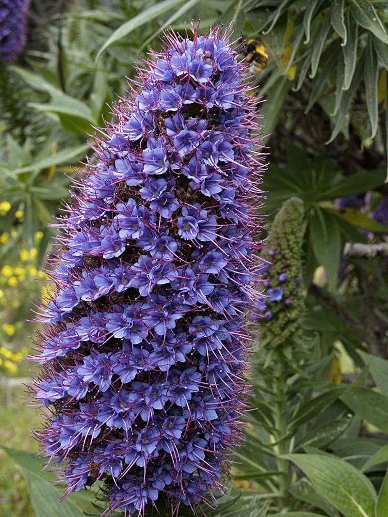 Echium-candicans_A020722-800.jpg