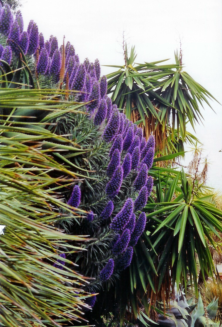 Echium_candicans_(Villa_Hanbury,_Italy).jpg